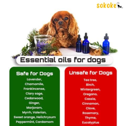 Is Peppermint Oil Safe for Dogs