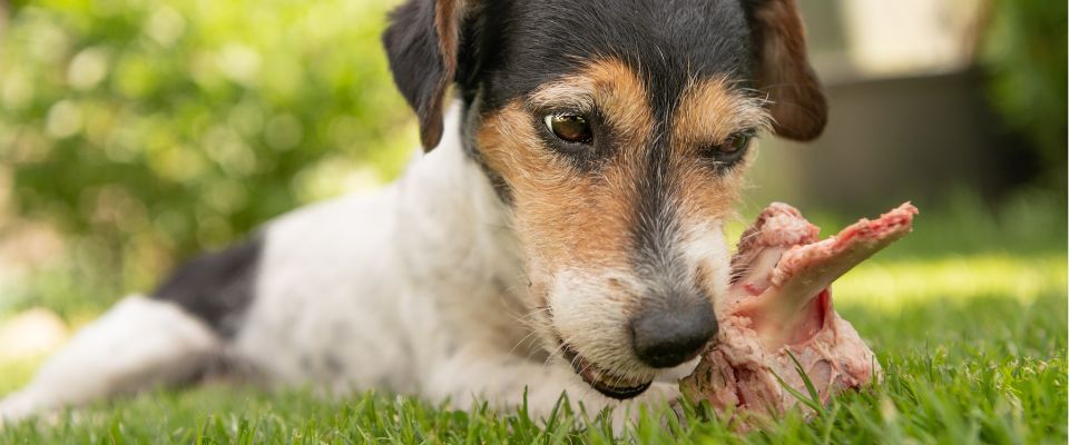 can dogs eat pork bones