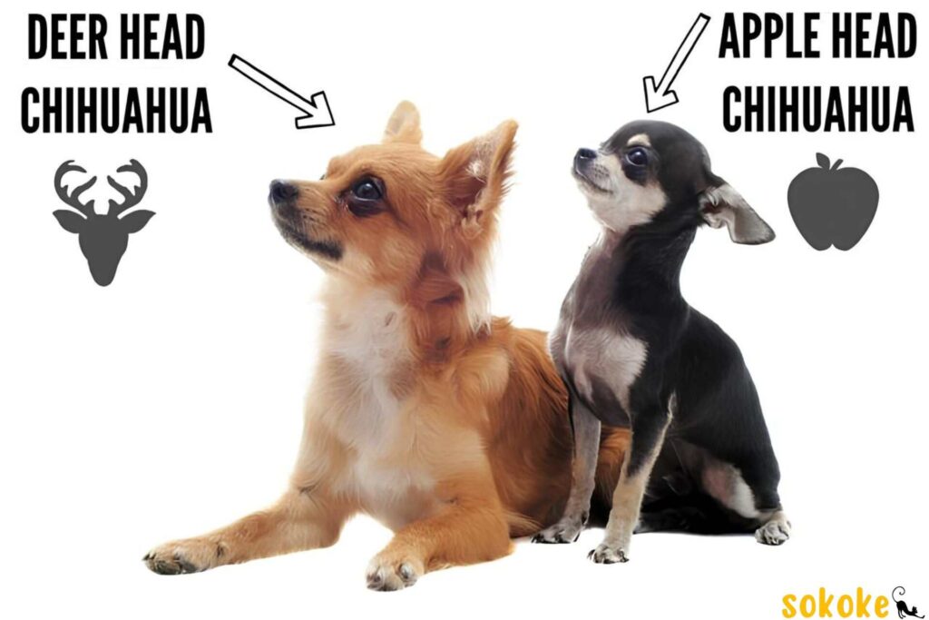 apple head chihuahua