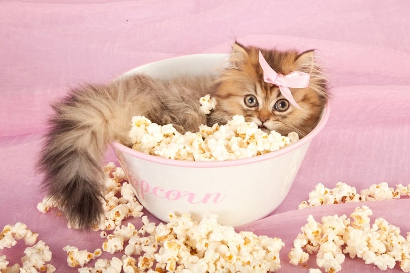 can cats eat popcorn