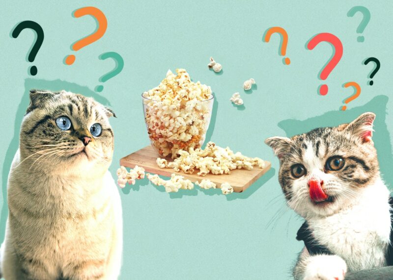 can cats eat popcorn