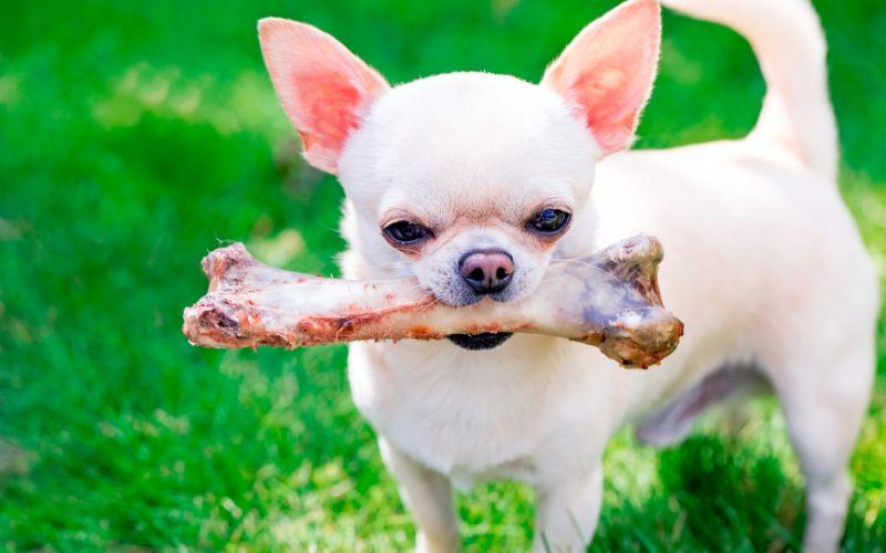 can dogs eat pork bones