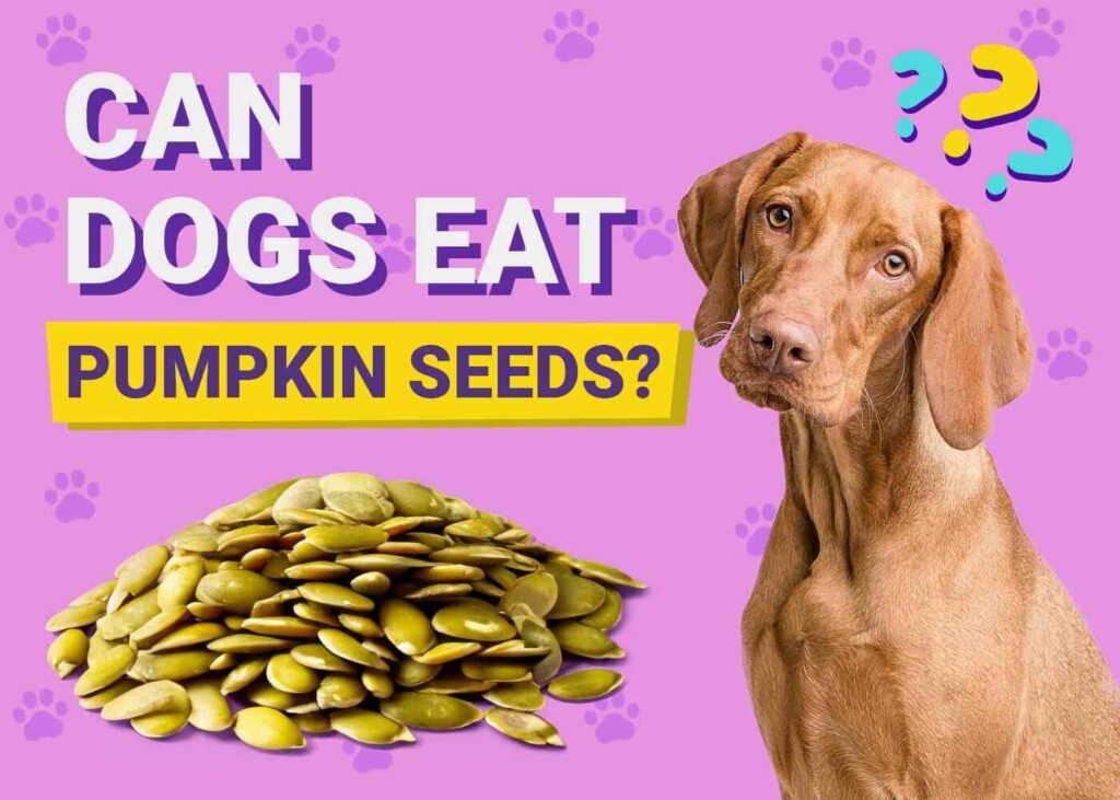 can dogs eat pumpkin seeds