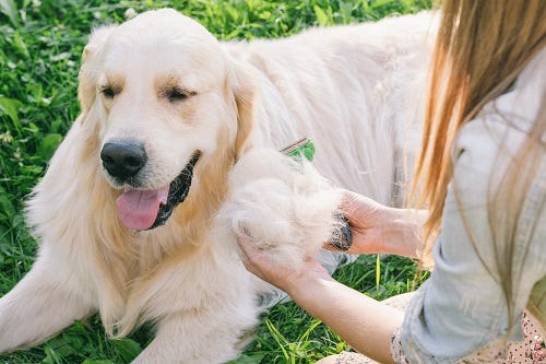 do golden retrievers shed