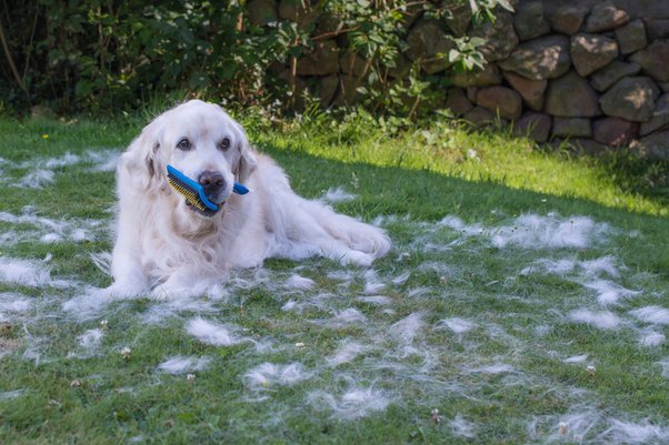 do golden retrievers shed