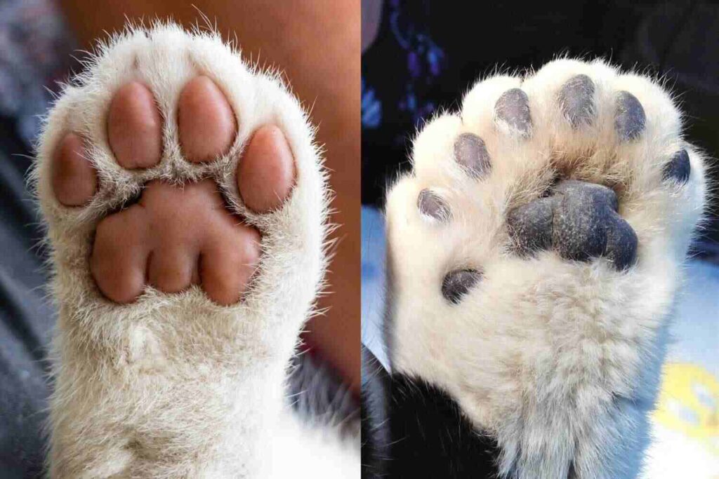 how many toes does a cat have