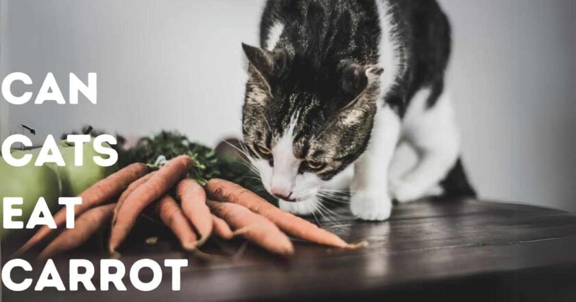 The Ultimate Guide: Can Cats Eat Carrots?