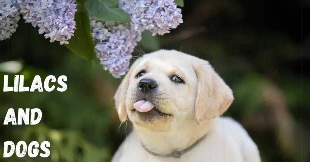 Lilacs and Dogs