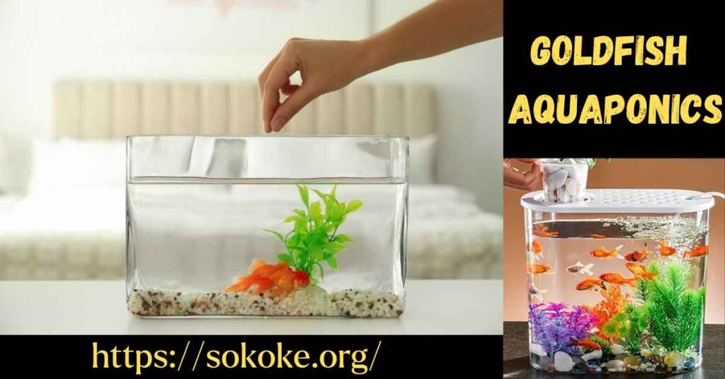 Goldfish Aquaponics