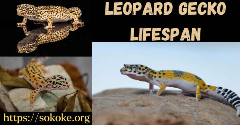 How Long Can a Leopard Gecko Lifespan Maximum?