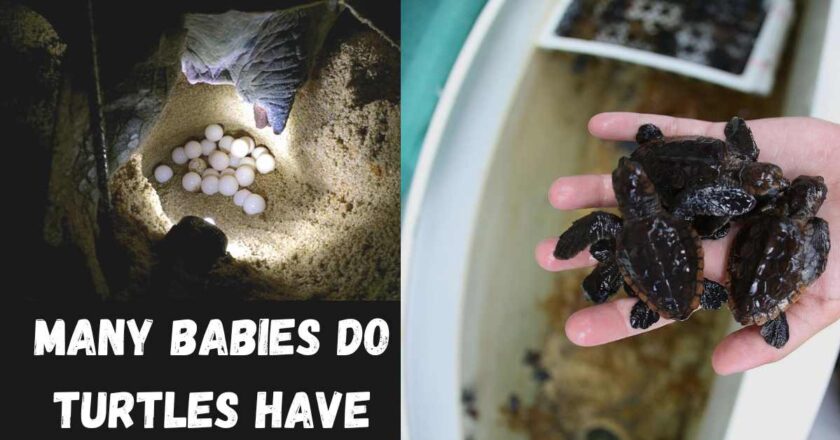 Turtle Talk: How Many Babies Do Turtles Have and Why?