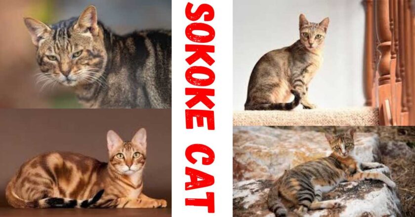 Meet the SOKOKE CAT: A Rare and Beautiful Feline Companion