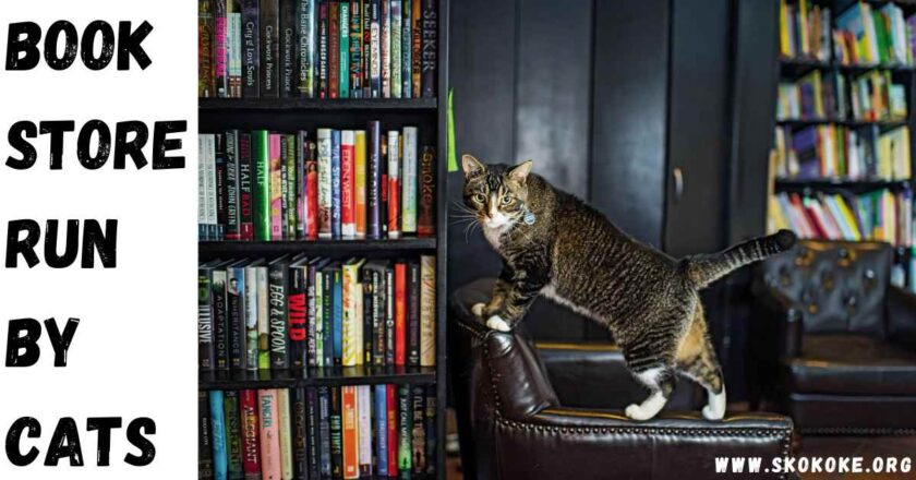 The Unique Charm of a Bookstore Run by Cats