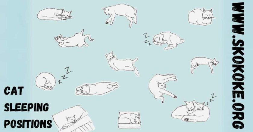 Exploring the Many Quirky Cat Sleeping Positions