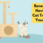 Cat Tree Mastery: Elevate Your Cat’s Lifestyle