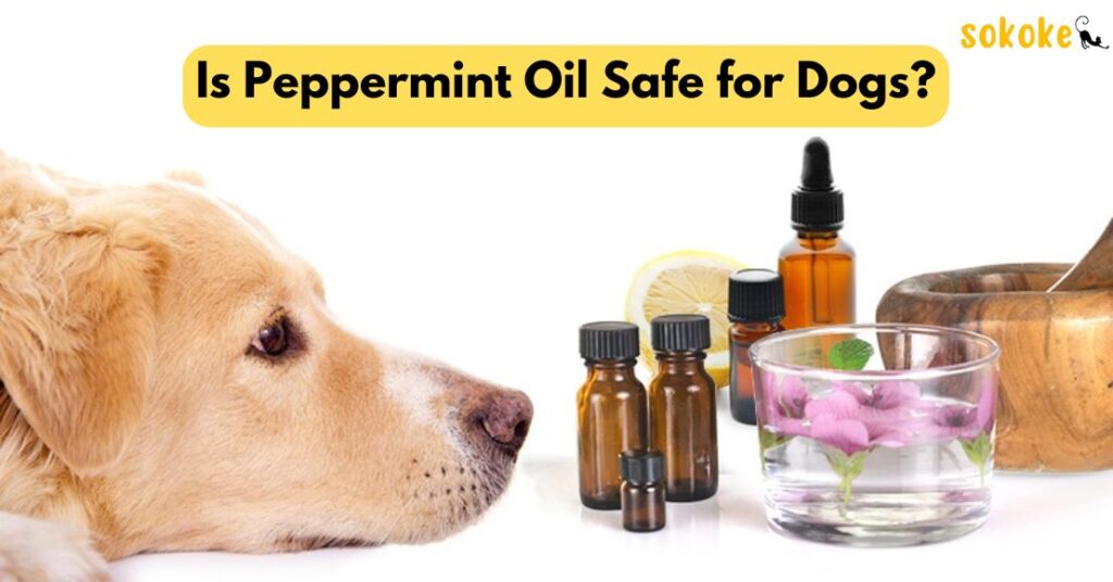 Is Peppermint Oil Safe for Dogs
