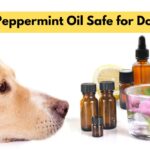 Is Peppermint Oil Safe for Dogs? A Comprehensive Guide