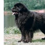 Top 10 Largest Dog Breeds: A Comprehensive Guide