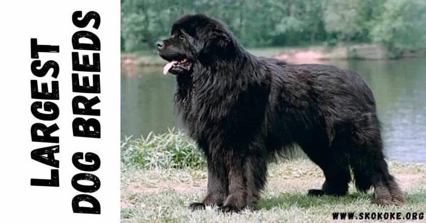 Top 10 Largest Dog Breeds: A Comprehensive Guide