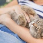 Understanding Fearful Felines: Tips for Successfully Petting a Shy Cat