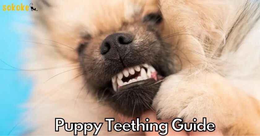 Puppy Teething: When Do Puppies Lose Their Baby Teeth?