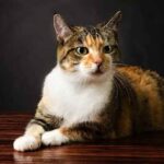Meet the Unique and Beautiful Torbie Cat