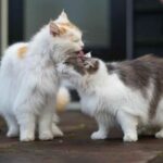 The Science Behind : Why Cats Groom Each Other Exploring