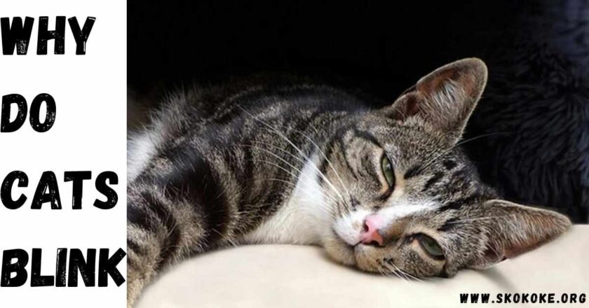 The Science Behind Cat Blinking: Why Do Cats Blink?