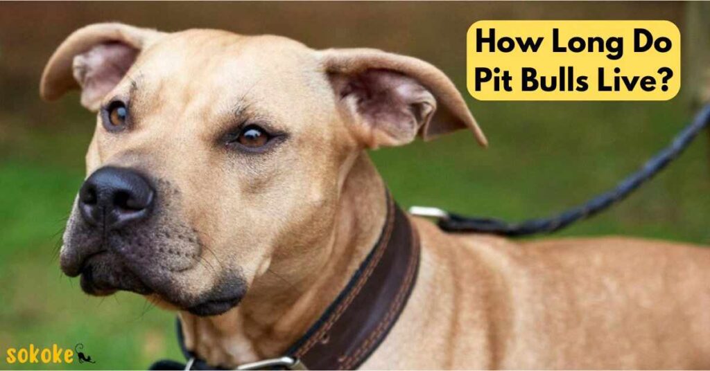 how long do pit bulls live