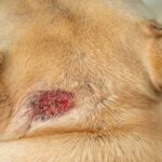 What Does Ringworm Look Like On a Dog? Ringworm in Dogs