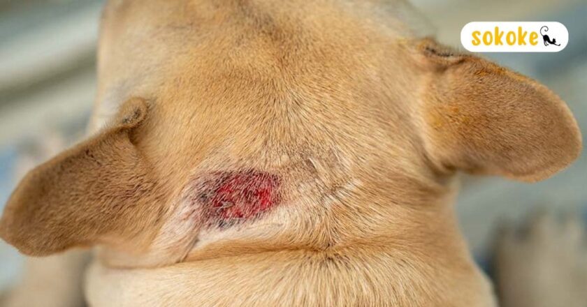 What Does Ringworm Look Like On a Dog? Ringworm in Dogs