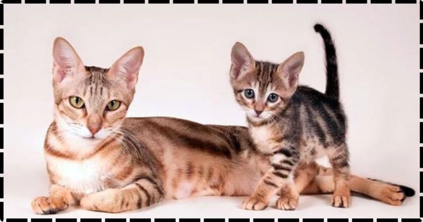 Sokoke Cat: A Must-Read Article for Feline Lovers