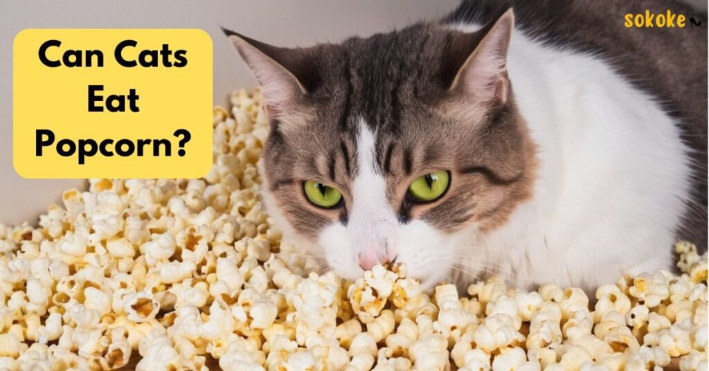 can cats eat popcorn