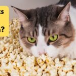 Can Cats Eat Popcorn? Risks and Benefits Explained