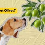 Can Dogs Eat Olives? Risks and Recommendations