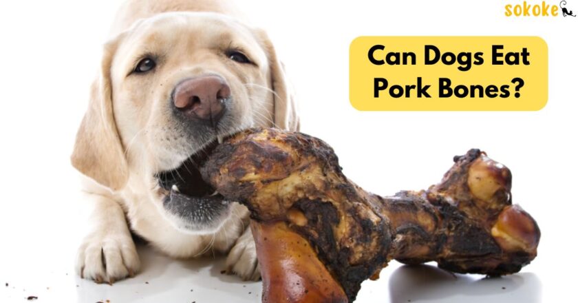 Can Dogs Eat Pork Bones? Safe Chewing Guide