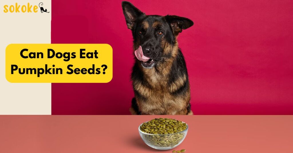 can dogs eat pumpkin seeds