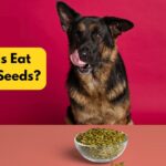 Can Dogs Eat Pumpkin Seeds? Guide & Risks