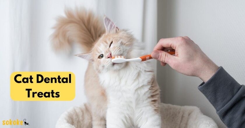 Cat Dental Treats: Essential Guide for Feline Dental Health