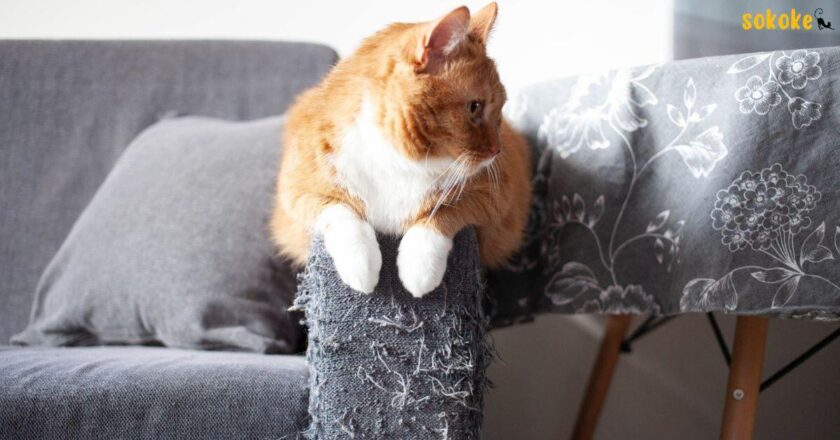 Cat Scratching Furniture: Understanding Behavior & Prevention