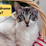 Cat with Down Syndrome: Decoding Feline Genetics