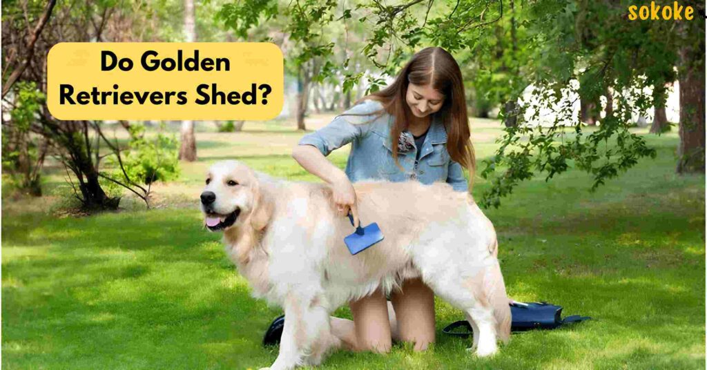 do golden retrievers shed