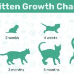 Kitten Age Chart Guide: Tell How Old a Kitten Is Actually