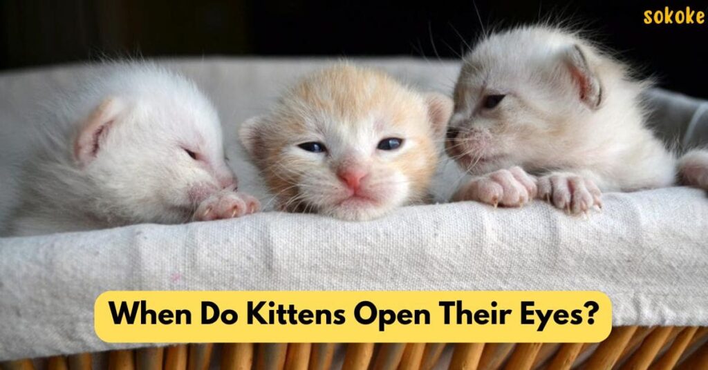 when do kittens open their eyes