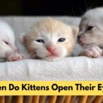 When Do Kittens Open Their Eyes? Expert Tips for Eye Care