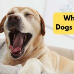 Why Do Dogs Yawn? The Science Behind Dog Yawning