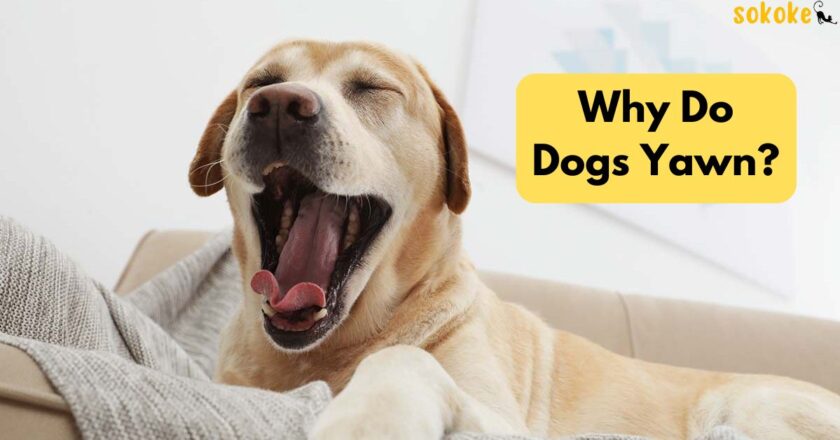 Why Do Dogs Yawn? The Science Behind Dog Yawning