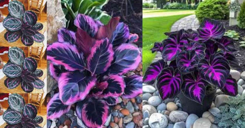 Calathea Couture: Elevating Indoor Gardens with Exquisite Beauty