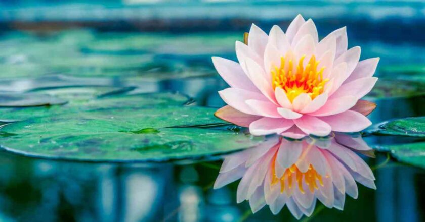 The Fascinating World of Lotus Flowers: Symbolism, Cultivation, and Cultural Significance