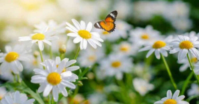 The Beauty and Symbolism of White Flowers: A Comprehensive Guide